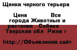 Щенки черного терьера › Цена ­ 35 000 - Все города Животные и растения » Собаки   . Тверская обл.,Ржев г.